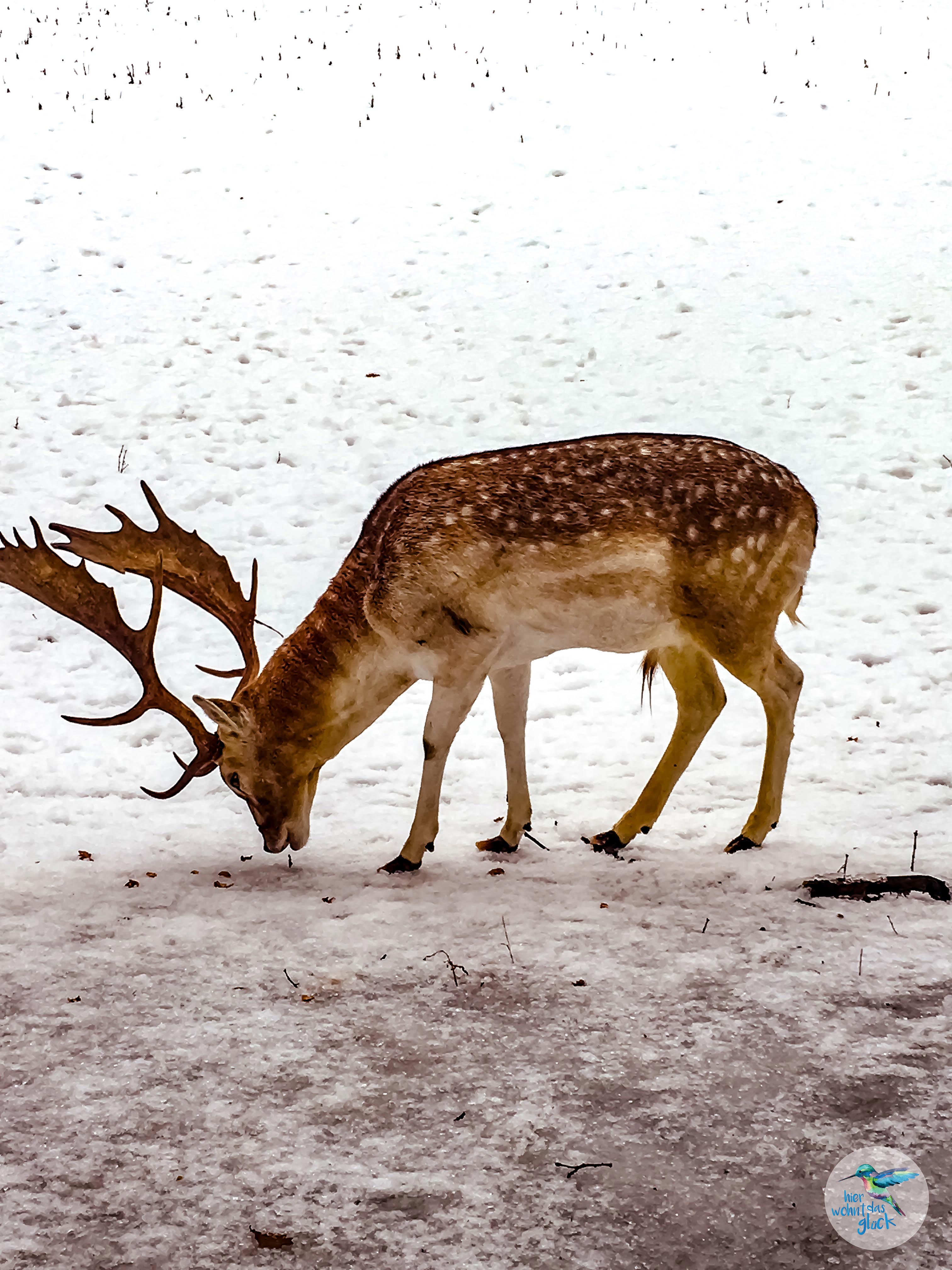Tiere im Naturpark Warmbad-Villach